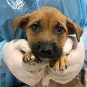 Mixed Breed Dogs Available for Adoption - Sparrow | PetCurious