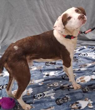 Lacuna -  Pit Bull Terrier Dog for Adoption in Shepherdsville, Kentucky - Lacuna | PetCurious