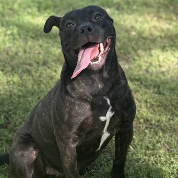 Gravity -  Pit Bull Terrier Dog for Adoption in Jacksonville, Arkansas - Gravity | PetCurious