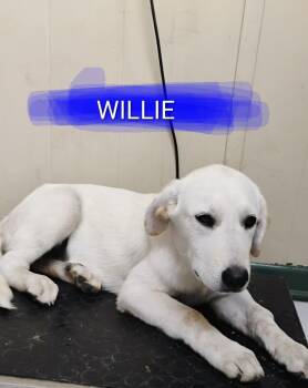 WILLIE -  Great Pyrenees Dog for Adoption in Saint Jo, Texas - WILLIE | PetCurious