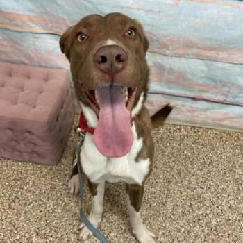 Creed -  Mixed Breed Dog for Adoption in Longmont, Colorado - Creed | PetCurious