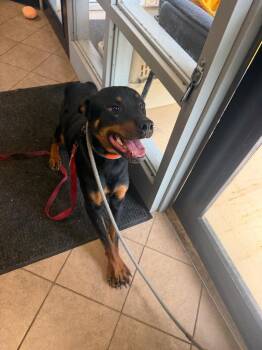 Bogart -  Rottweiler Dog for Adoption in Marion, Ohio - Bogart | PetCurious