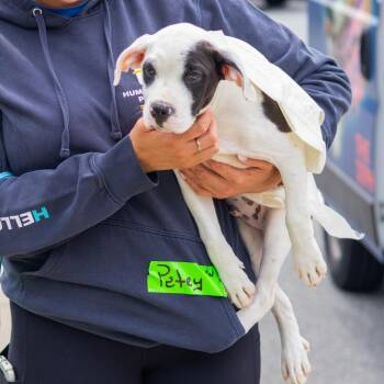 Petey -  Australian Shepherd and Mixed Breed Dog for Adoption in Wilmington, Delaware - Petey | PetCurious