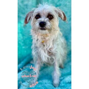 Rescue Border Terrier Dogs for Adoption in Inglewood, California - Alyssa | PetCurious