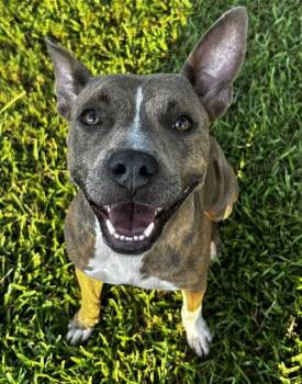 HARMONY -  Pit Bull Terrier Dog for Adoption in Grovetown, Georgia - HARMONY | PetCurious