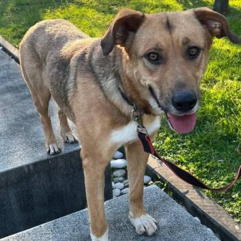 Honey -  Shepherd and Labrador Retriever Dog for Adoption in Morristown, New Jersey - Honey | PetCurious