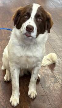 Mixed Breed Dogs Available for Adoption - Dawson | PetCurious