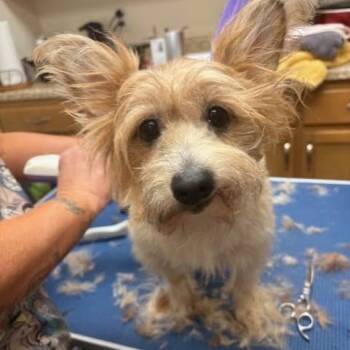 Yorkshire Terrier and Cairn Terrier Dogs Available for Adoption - Mojo | PetCurious