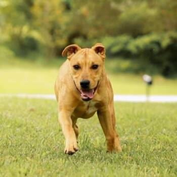 King-Zeke -  Labrador Retriever and Terrier Dog for Adoption in Madisonville, Kentucky - King-Zeke | PetCurious