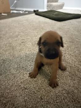 Grey boy  -  Rhodesian Ridgeback Dog for Sale in Monument, Colorado - Grey Boy  | PetCurious