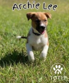 Rescue Border Collie and Labrador Retriever Dogs for Adoption in Batesville, Arkansas - Archie Lee | PetCurious