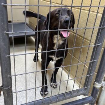 Denver -  Chocolate Labrador Retriever and Bluetick Coonhound Dog for Adoption in Clarksville, Virginia - Denver | PetCurious