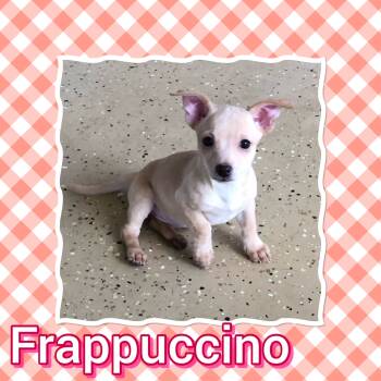 Rescue Chihuahua Dogs for Adoption in Tucson, Arizona - Frappuccino | PetCurious