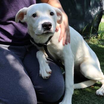 Dot -  Mixed Breed Dog for Adoption in Saint Charles, Missouri - Dot | PetCurious