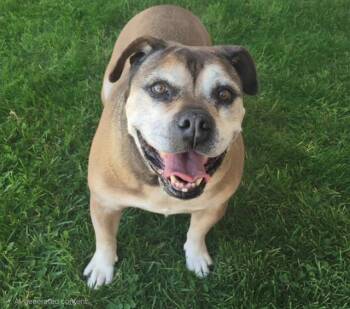 BETSY / DAISY -  Boxer and Pit Bull Terrier Dog for Adoption in Albuquerque, New Mexico - BETSY / DAISY | PetCurious