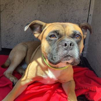 Trisket - Chino Hills Location -  English Bulldog and Mixed Breed Dog for Adoption in Chino Hills, California - Trisket - Chino Hills Location | PetCurious