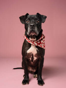 Rescue Patterdale Terrier Fell Terrier and Mixed Breed Dogs for Adoption in Atlanta, Georgia - NIKO | PetCurious