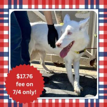 SPARKLE -  Siberian Husky and Mixed Breed Dog for Adoption in Santa Cruz, California - SPARKLE | PetCurious