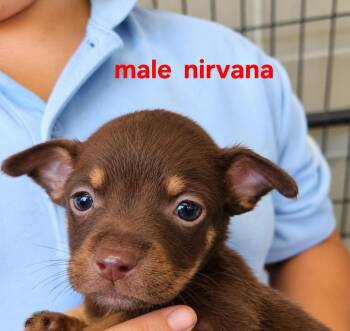Nirvana -  Mixed Breed Dog for Adoption in Panama City, Florida - Nirvana | PetCurious