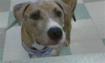 A475794 -  Catahoula Leopard Dog and Mixed Breed Dog for Adoption in Oklahoma City, Oklahoma - A475794 | PetCurious