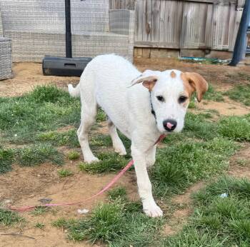 Labrador Retriever and Shepherd Dogs Available for Adoption - PINTO - Sweet & Calm! | PetCurious