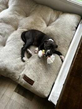 Dodo -  Pit Bull Terrier Dog for Adoption in Evansville, Indiana - Dodo | PetCurious