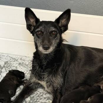 Chess -  Schnauzer and Wire Fox Terrier Dog for Adoption in San Diego, California - Chess | PetCurious
