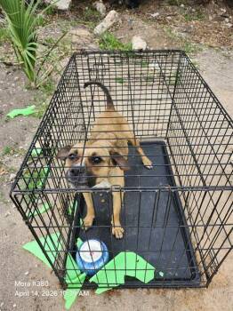 American Staffordshire Terrier Dogs Available for Adoption in San Antonio, Texas - GRINCH | PetCurious