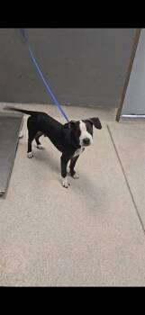 LEON -  Labrador Retriever Dog for Adoption in Tallahassee, Florida - LEON | PetCurious