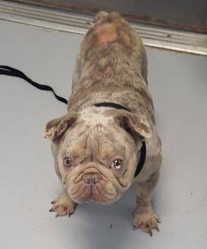 Pen 218 Papa -  English Bulldog Dog for Adoption in Lawrenceville, Georgia - Pen 218 Papa | PetCurious