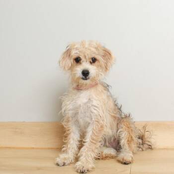 Tilt-a-Whirl D69834 -  Shih Tzu and Bichon Frise Dog for Adoption in Minnetonka, Minnesota - Tilt-a-Whirl D69834 | PetCurious