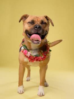 DEE DEE -  Pit Bull Terrier and Mixed Breed Dog for Adoption in Atlanta, Georgia - DEE DEE | PetCurious