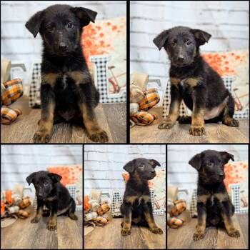 Corey -  German Shepherd Dog Dog for Adoption in The Woodlands, Texas - Corey | PetCurious