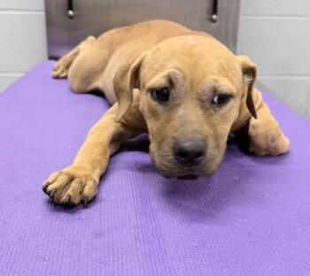 Rescue Staffordshire Bull Terrier and Mixed Breed Dogs for Adoption in Houston, Texas - A2042848 | PetCurious