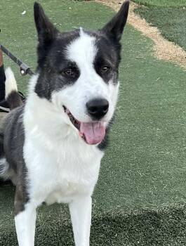 Rescue Border Collie and Husky Dogs for Adoption in Winchester, California - Aero | PetCurious