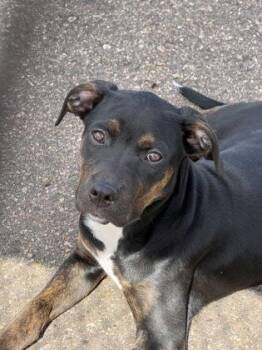 Animal -  Terrier and Mixed Breed Dog for Adoption in Gwinn, Michigan - Animal | PetCurious