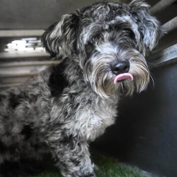Benji -  Schnauzer and Mixed Breed Dog Available for Adoption in Galveston, Texas - Benji | PetCurious