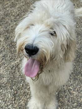 Dusty -  Labradoodle Dog for Adoption in Lacon, Illinois - Dusty | PetCurious