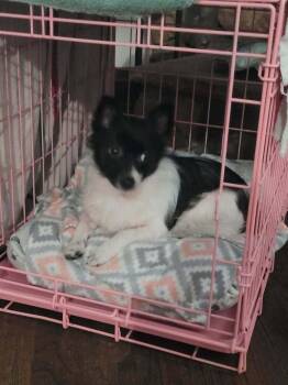 Salem (dog) -  Chihuahua Dog for Adoption in Mishawaka, Indiana - Salem (dog) | PetCurious
