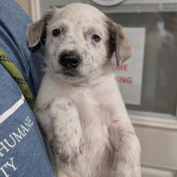 Spencer -  Cattle Dog and Mixed Breed Dog for Adoption in Buchanan Dam, Texas - Spencer | PetCurious