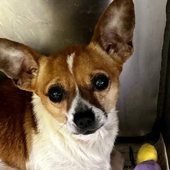 Morgan Wallen 5856 D -  Chihuahua Dog for Adoption in Frankfort, Kentucky - Morgan Wallen 5856 D | PetCurious