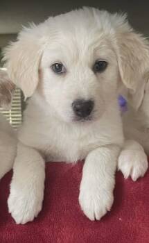 Australian Cattle Dog Blue Heeler Dogs Available for Adoption - Thor | PetCurious