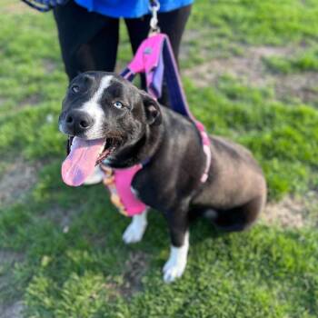 Mixed Breed Dogs Available for Adoption in Davenport, Iowa - Boss | PetCurious