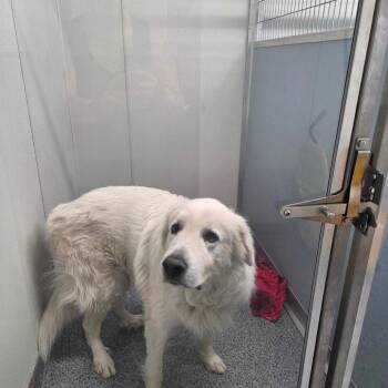 Halo (Zorro) -  Great Pyrenees Dog for Adoption in North Battleford, Saskatchewan - Halo (Zorro) | PetCurious