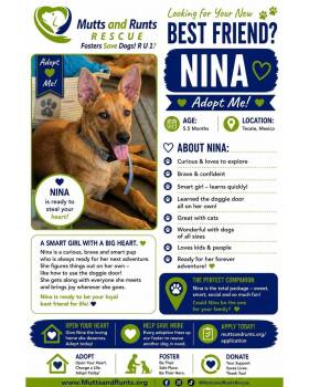 Nina -  Shepherd Dog for Adoption in Bakersfield, California - Nina | PetCurious
