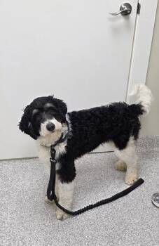 Bernese Mountain Dog and Poodle Dogs Available for Adoption - Moreo | PetCurious