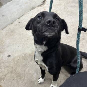Scrub daddy -  Mixed Breed Dog for Adoption in Corbin, Kentucky - Scrub Daddy | PetCurious