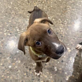 Surfboard -  Labrador Retriever and Shepherd Dog for Adoption in Louisville, Kentucky - Surfboard | PetCurious