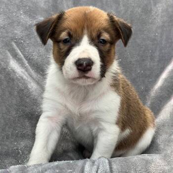 Spaniel and Shepherd Dogs Available for Adoption in San Diego, California - Japan Pup - Noda | PetCurious