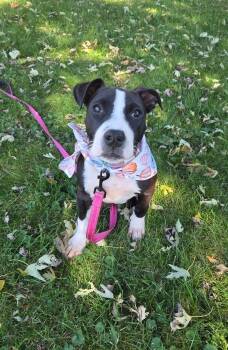 Roly the snuggly Staffie mix -  American Staffordshire Terrier and Pit Bull Terrier Dog for Adoption in Muskego, Wisconsin - Roly The Snuggly Staffie Mix | PetCurious